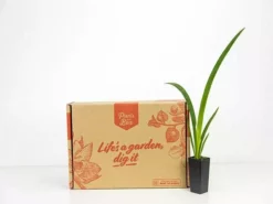 Shrubs Dutch Iris Full Sun