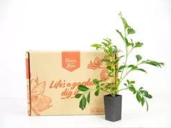 Hedge Hedging Plants Radermachera