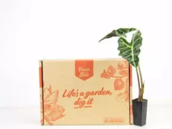 Indoor Garden Alocasias Alocasia Lowii 'Polly Amazonica'