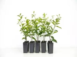 Hedge Acmena Smithii