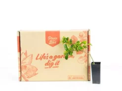 Syzygium 'Aussie Compact' Lilly Pilly Medium Hedge Pack Hedging Plants