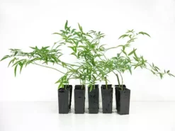 Shrubs Full Sun Rosa Banksiae Alba