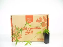 Shrubs Full Sun Rosa Banksiae Alba