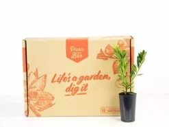 Shrubs Azalea Indica 'Mrs Kint White'