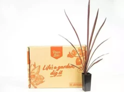 Shrubs Cordyline Terminalis 'Red Sensation' Full Sun