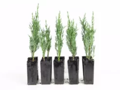 Hedge Cupressus Sempervirens 'Nitschke’s Needle'