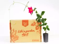 Shrubs Dipladenia Mandevilla 'Red Riding Hood' Full Sun