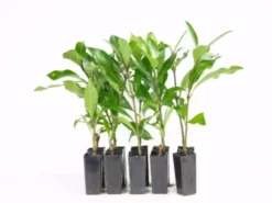 Hedge Viburnum Odoratissimum Emerald Jewel