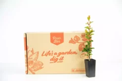 Hedge Shrubs Syzygium "orange Twist"