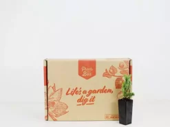 Shrubs Juniperus Procumbens Nana 7 Shrubs Juniperus Procumbens Nana