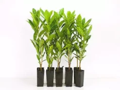 Shrubs Croton Speckled 'Gold Dust'