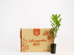 Shrubs Croton Speckled 'Gold Dust'