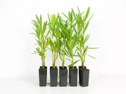 Hedge Shrubs Nerium Oleander "Madonna"