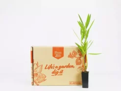 Hedge Nerium Oleander "delphine" 7 Hedge Nerium Oleander