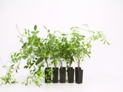 Shrubs Full Sun Pandorea Jasminoides Alba