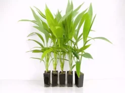 Shrubs Cordyline Petiolaris Full Sun