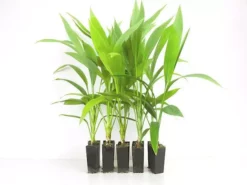 Shrubs Cordyline Congesta