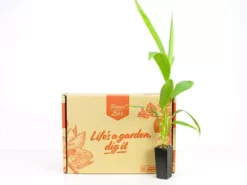 Shrubs Cordyline Congesta