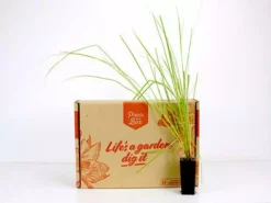 Shrubs Carex Appressa