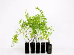 Shrubs Bauhinia Corymbosa