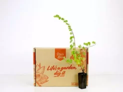 Shrubs Bauhinia Corymbosa