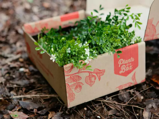 Hedge Murraya Min-a-Min Dwarf Hedging Pack 4 Hedge Murraya Min-a-Min Dwarf Hedging Pack