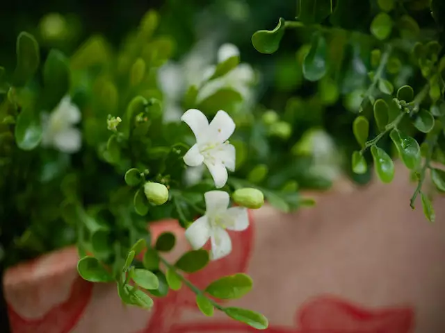 Hedge Murraya Min-a-Min Dwarf Hedging Pack 8 Hedge Murraya Min-a-Min Dwarf Hedging Pack