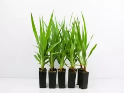 Shrubs Dracaena Draco Dragon Tree Full Sun