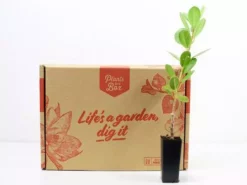 Hedge Ficus Microcarpa Green Island