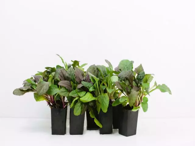 Shrubs Ajuga Reptans 6 Shrubs Ajuga Reptans