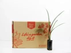 Shrubs Border Plants Clivia Miniata Peach