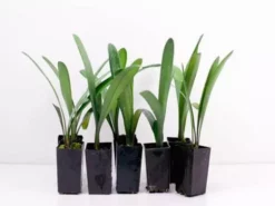 Shrubs Clivia Miniata Belgium Hybrid