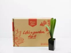 Shrubs Clivia Miniata Belgium Hybrid