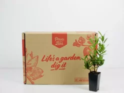 Shrubs Ixora Dwarf Yellow 7 Shrubs Ixora Dwarf Yellow