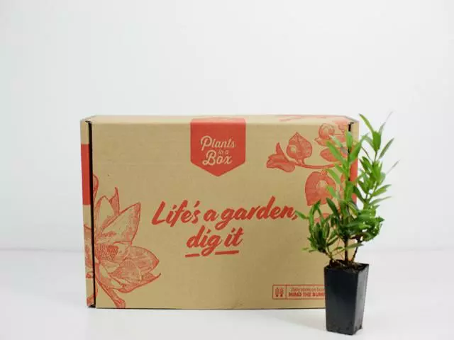 Shrubs Ixora Dwarf Yellow 5 Shrubs Ixora Dwarf Yellow