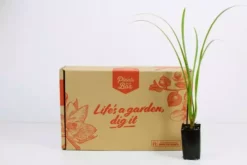 Shrubs Hymenocallis Littoralis