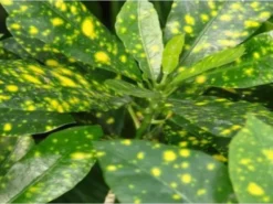 Shrubs Croton Speckled 'Gold Dust'