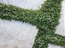 Shrubs Pratia Pedunculata