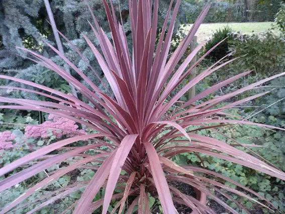 Shrubs Cordyline Purpurea 'Purple Cabbage Tree' 4 Shrubs Cordyline Purpurea 'Purple Cabbage Tree'