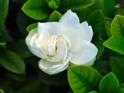 Hedge Shrubs Gardenia Augusta Professor Pucci