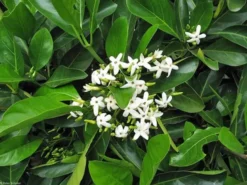 Shrubs Native Gardenia Atractocarpus Fitzalanii