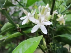 Shrubs Rhinacanthus Nasutus 'Snake Jasmine'