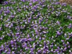 Shrubs Scaevola Albida Mauve Clusters Full Sun