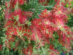 Ozbreed Shrubs Callistemon Viminalis Slim ‘CV01’ Native Hedge