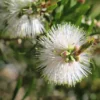 Ozbreed Callistemon Snow Burst ‘CNU07’ PBR Shrubs 1 Ozbreed Callistemon Snow Burst ‘CNU07’ PBR Shrubs