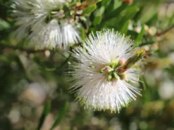 Ozbreed Callistemon Snow Burst ‘CNU07’ PBR Shrubs