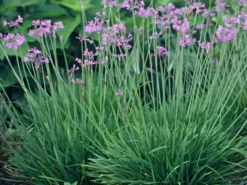 Shrubs Border Plants Tulbaghia Violacea