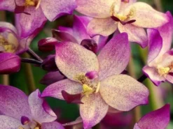 Indoor Garden Full Sun Spathoglottis Far Out Freckles