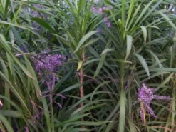Shrubs Cordyline Stricta Full Sun