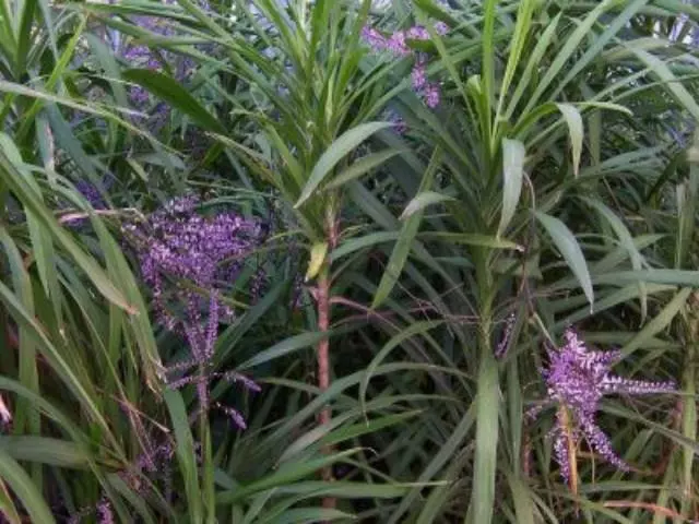 Shrubs Cordyline Stricta Full Sun 4 Shrubs Cordyline Stricta Full Sun